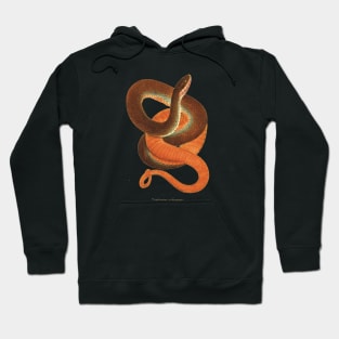 Auburn sunset snake Hoodie